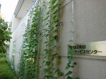 アサガオグリーンカーテン